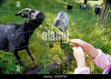 Los niños alimentan cabras en la naturaleza de Hochsauerlandkreis Alemania Foto de stock