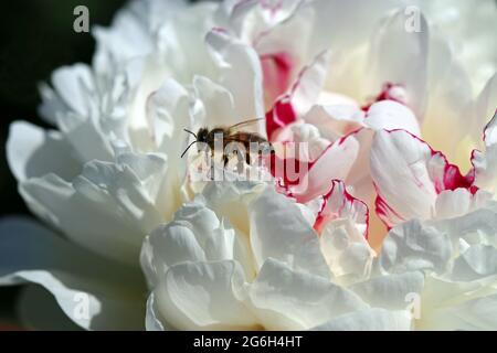 Una abeja de miel camina a lo largo de los bordes encorvados y en capas de la doble floración de una lactiflora paeonia (peony) (flores blancas de leche) 'Festiva Maxima'