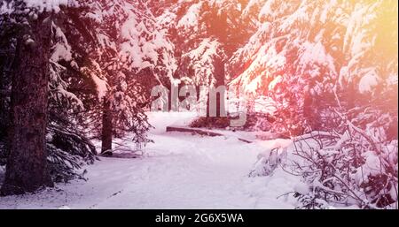 Imagen del paisaje invernal con zonas claras y abetos cubiertos de nieve