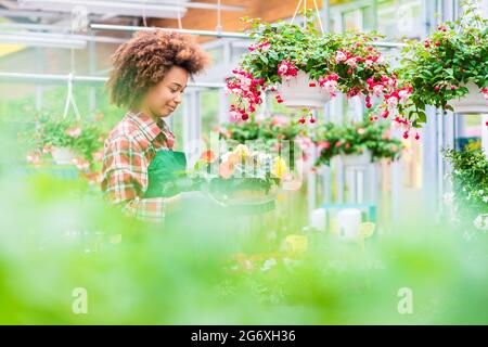 Vista lateral de una floristería dedicada que sostiene una bandeja con flores decorativas en macetas mientras que trabaja en una tienda moderna de flores con varios houseplants para la venta Foto de stock