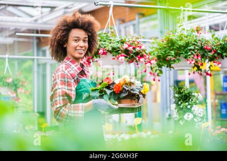 Vista lateral de una floristería dedicada que sostiene una bandeja con flores decorativas en macetas mientras que trabaja en una tienda moderna de flores con varios houseplants para la venta Foto de stock