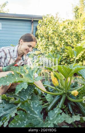 Mujer en su jardín cosechar pepinos o calabacín de cama vegetal Foto de stock
