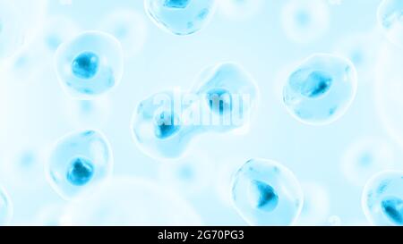 División celular. La celda se divide en dos celdas. Color azul. ilustración 3d.