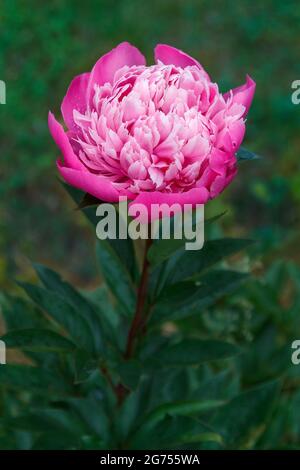 Peony en flor en un jardín, peony, Paeonia, flor de color rosa, atmósfera oscura, fondo vegetal Foto de stock