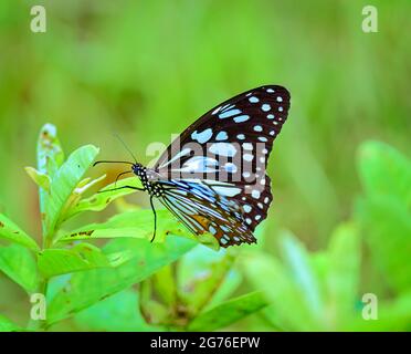 Tigre Azul, Tirumala limniace, mariposa que se alimenta de flores Foto de stock