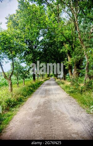 camino bordeado de árboles a través de los campos Foto de stock