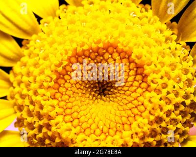 Golden MARGUERITE (Cota tinctoria) flor Foto de stock