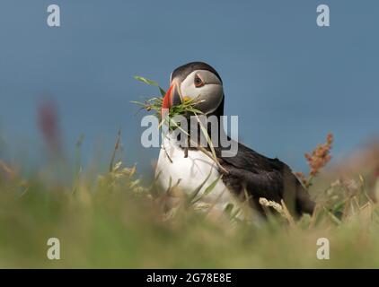 Atlantic Puffin, Fratercula artica, con material de anidación, Isla de Lunga, Escocia Foto de stock