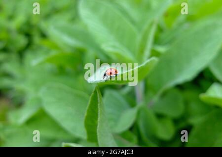 Mariquita (Coccinellidae) sobre el salvia (Salvia officinalis) Foto de stock