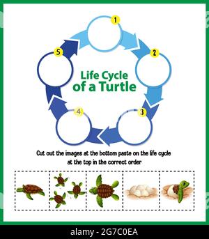 diagrama del ciclo de vida de la tortuga