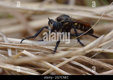 Diadema Mosca