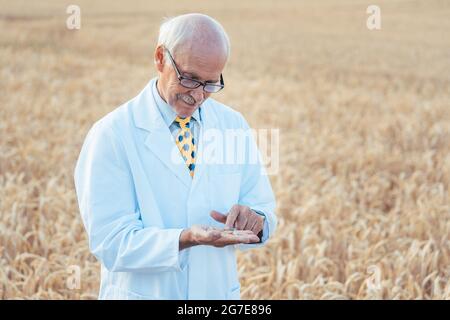 Científico agrícola buscando calidad de semillas nuevas en el campo de grano Foto de stock