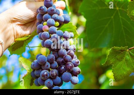 Una mujer sostiene en su mano un manojo de uvas Isabella negras maduras en el jardín. Colección de deliciosas bayas para hacer vino. Foto de stock