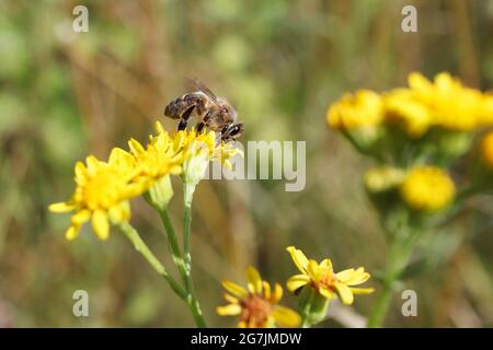 La abeja europea de la miel (Apis mellifera) recoge el néctar de Ragwort común en una pradera. La abeja de miel occidental poliniza la planta de floración jacobaea Vulgaris. Foto de stock