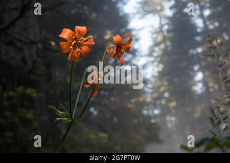 Varios lirios de Columbia (Lilium columbianum) florecen en el bosque de secoya del norte de California en el condado del Norte. Foto de stock