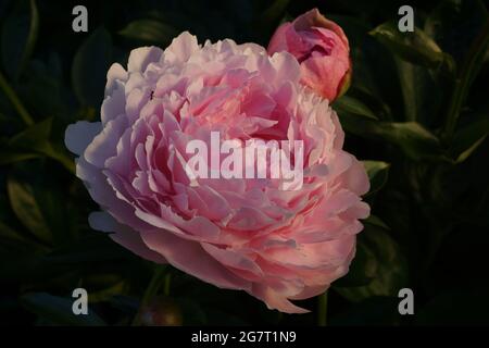 El cervatillo de Peonía. Doble rosa peonía. Paeonia lactiflora (Chino o peonía peonía jardín común). El cervatillo de Peonía. Doble rosa peonía. Paeonia lactiflora (Chino o peonía peonía jardín común).