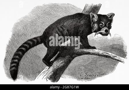 Ailurus fulgens es una especie de mamífero carnívoro de la familia Ailuridae. Antiguo siglo 19th grabado ilustración de El Mundo Ilustrado 1880 Foto de stock