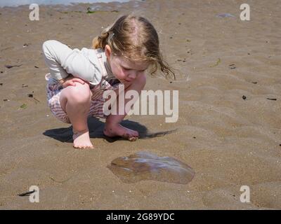 Un niño mirando a una medusa de la Luna lavada en la playa de Insow, Devon, Reino Unido