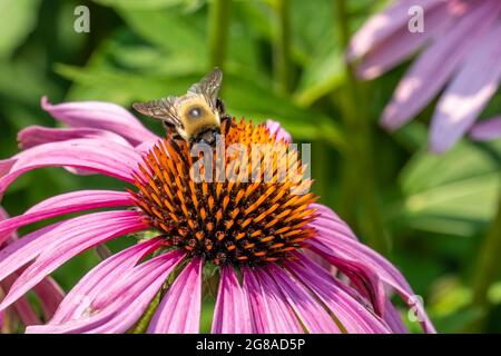 vista macro de una abeja difusa en una conflor púrpura horizontal Foto de stock