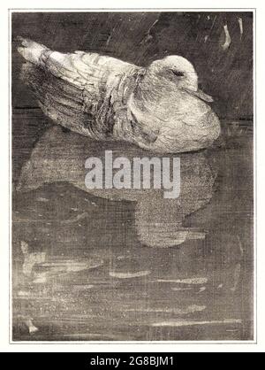 vintage, retro, viejo, fotografía, siglo, botánica, gráficos, antiguo, clásico, historia, histórico, histórico, archivo, archivo, estilo de vida, nostalgia,