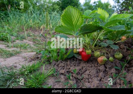Un arbusto de fresas madurando en las camas Foto de stock