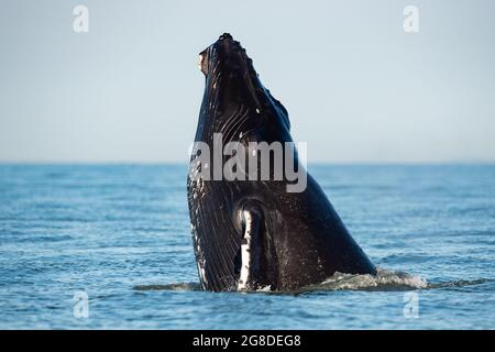Vista fascinante de la brecha de ballenas jorobadas saltando en el aire Foto de stock
