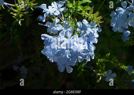 Azul Plumbago auriculata también llamado leadwort floración en verano en  Italia nativa de Sudáfrica un delicado frost tierna planta trepadora o bush  Fotografía de stock - Alamy