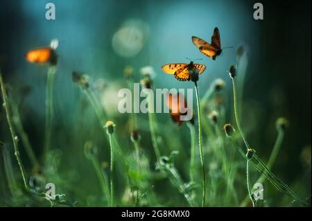 Un enjambre de mariposas monarca polinización en los campos de flores al amanecer, natural borroso en los fondos. Primer plano. Movimiento borroso. Medio ambiente. Foto de stock