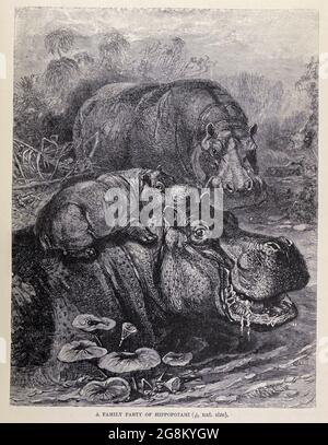 Una fiesta familiar de Hippopotami. El hipopótamo (Hippopotamus amphibius), también llamado hipopótamo común o hipopótamo de río, es un mamífero grande, mayormente herbívoro, semiacuático y ungulado nativo del África subsahariana. Del libro ' Royal Natural History ' Volumen 2 editado por Richard Lydekker, publicado en Londres por Frederick Warne & Co en 1893-1894 Foto de stock