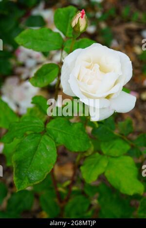 Blanco Reina Isabel flor de rosa creciendo en el jardín Foto de stock