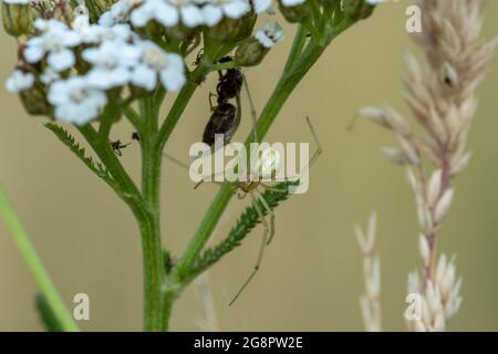 Araña común de rayas de caramelo (Enoplognatha ovata), forma linata femenina, con presa de abeja bajo una flor, Reino Unido.