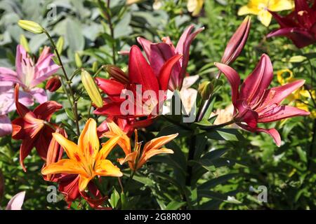 Hermosa azucena fotografías e imágenes de alta resolución - Alamy