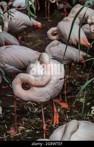Grupo de Flamingos.Raining rosa mayor flamingo,Phoenicopterus roseus, close up.Exotic aves en ZOO selective focus.Wildlife escena animal. Foto de stock