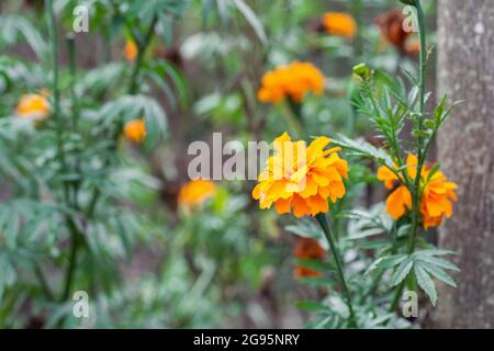 Cempaxochitl fotografías e imágenes de alta resolución - Alamy