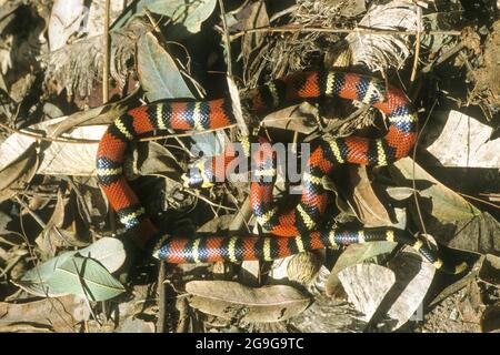 Kingculebras son colubrid New World miembros del género Lampropeltis, que incluye serpientes lecheras y otras cuatro especies. Entre éstos, cerca de 45 subspecs Foto de stock