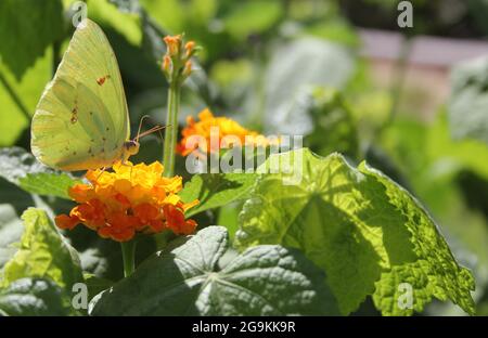 Mariposa de Azufre de Naranja, tema de Colias eurytheme, sobre la flor naranja de Lantana