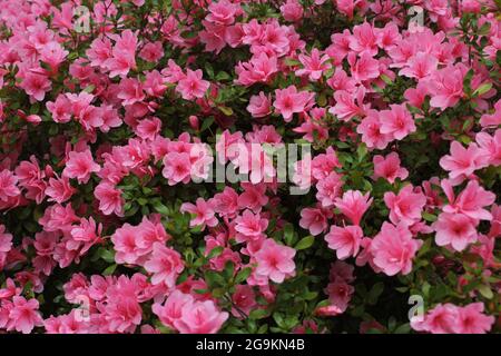 Azalea Flores en flor Foto de stock