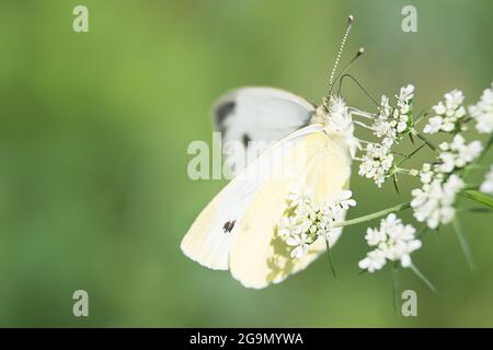 mariposa blanca se sienta sobre una flor y bebe néctar sobre un fondo de hierba verde. macro naturaleza Foto de stock