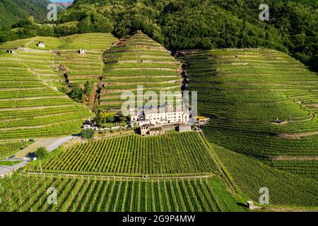Valtellina (IT), Bianzone, Vista aérea de los viñedos de Nebbiolo Foto de stock