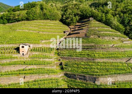 Valtellina (IT), Bianzone, Vista aérea de los viñedos de Nebbiolo Foto de stock