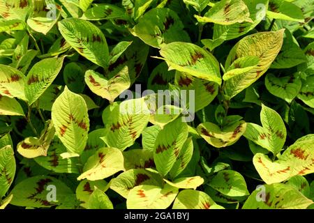 Las hojas de Persicaria filiforme. Foto de stock