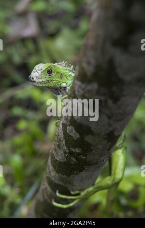 Una iguana joven y verde (Iguana iguana) mirando la cámara mientras camina a lo largo de una rama del árbol; Puntarenas, Costa Rica Foto de stock