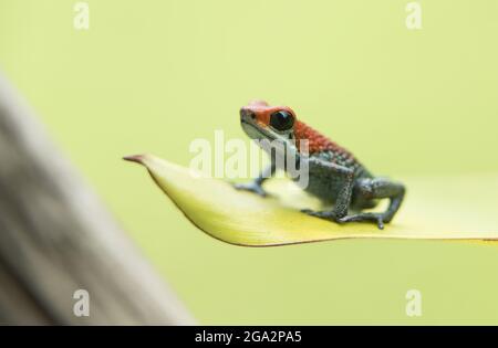Una rana venenosa granular (Oophaga granulifera) descansa sobre una planta en el Parque Nacional Corcovado; Puntarenas, Costa Rica