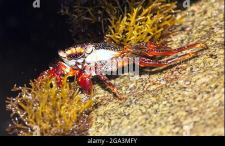 Cangrejo rojo sentado en piedra, crustáceo de mar, animal de agua Foto de stock