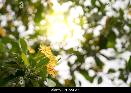 Gardenia hojas amarillas en mi jardín y gardenia hojas amarillas en mi  jardín hermoso  más hermosas hojas amarillas en mi formulario  Fotografía de stock - Alamy