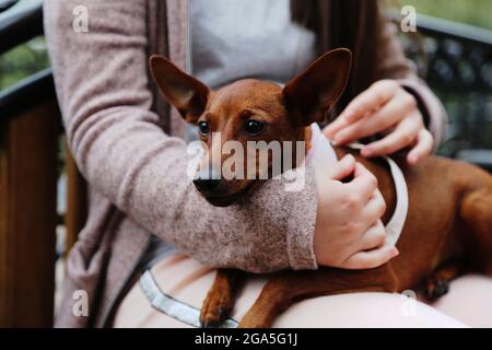 Un perro pequeño yace en los brazos de una niña en contra. Una mascota en un paseo por el parque. Perro de pura sangre. El Pinscher miniatura. Amistad entre el hombre y el animal Foto de stock
