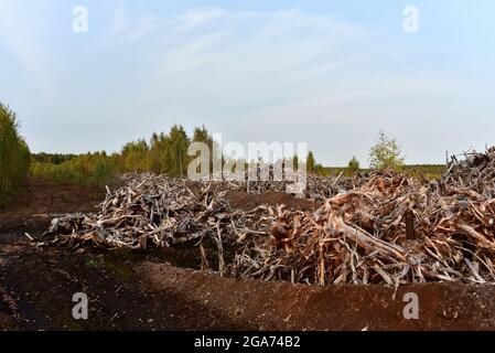 Tocón con raíces . Extracción de árboles con raíces Fotografía de stock -  Alamy