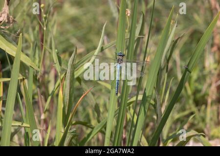 Macho único emperador libélula Anax imperator encaramado en el tallo de la planta de agua en un pequeño estanque, Cotswolds, Reino Unido