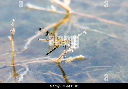 Un Celithemis ELISA (Celithemis elisa) Dragonfly encaramado en la vegetación Foto de stock