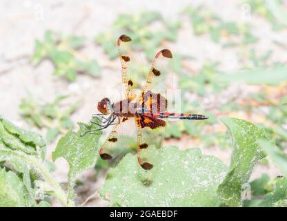 Un brillante macho centinelas calico rojo (celithemis elisa) Dragonfly encaramado en la vegetación Foto de stock